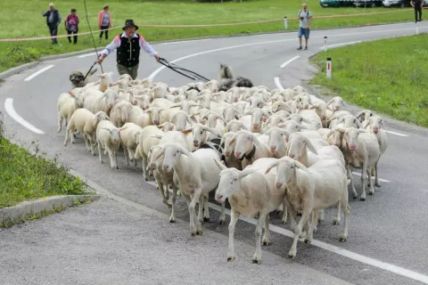 Prigon ovc na Zatrnik / Foto: Tina Dokl