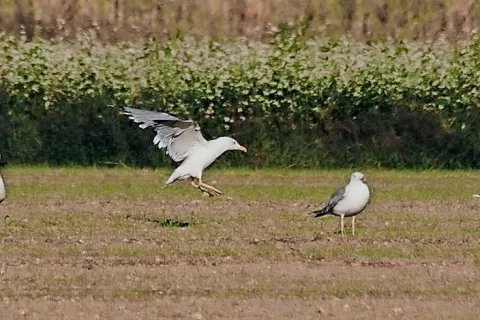Zaradi naraščanja populacije bodo prizori rumenonogih galebov na njivah vse pogostejši. / Foto: Matej Gamser (arhiv) / Foto: 