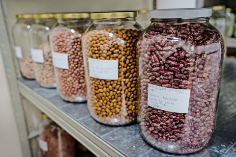 V dveh letih so v okviru projekta pridobili okoli osemdeset kilogramov semen visokega fižola, prav toliko nizkega in nekoliko manj graha. / Foto: Tin Šter, arhiv Semenjalnice / Foto: 