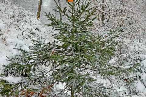 Uporaba navadne smrečice, pridobljene v lokalnem okolju in v skladu z usmeritvami zavoda za gozdove, je naravi najbolj prijazna oblika božično-novoletne okrasitve z drevesci. / Foto: 
