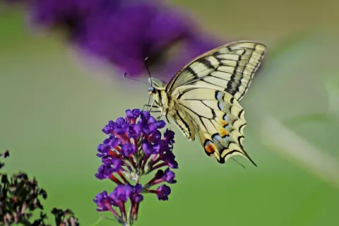Lastovičar / Foto: Jurij Kurillo / Foto: 