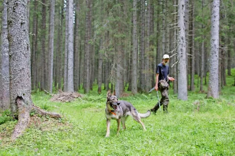 Lopi z vodnikom gozdarjem Petrom Čadežem / Foto: Frances Grad, arhiv Petra Čadeža in Petre Prebeg / Foto: 