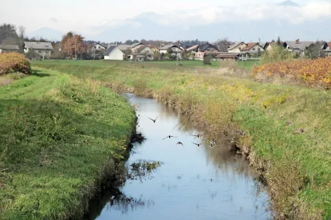 Koliko je še življenja v Pšati, so se spraševali tudi udeleženci okrogle mize. / Foto: 