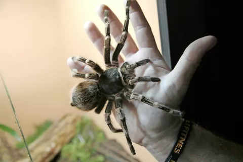 Acanthoscurria geniculata –brazilski ptičji pajek, ki je pogost med ljubitelji tovrstnih živali. Sašo Čotar ga sicer počasi in previdno, a popolnoma mirno vzame v dlan in prijazno tudi od blizu pokaže radovednim očem obiskovalcev razstave v Ljubljani. / Foto: Gorazd Kavčič / Foto: 