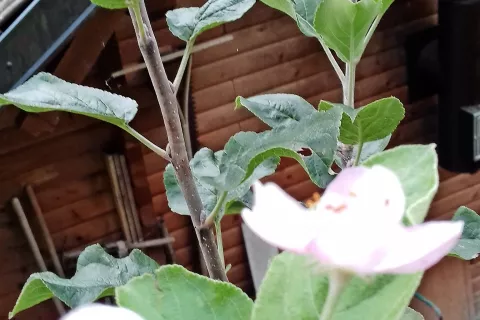 Cvetoča gorenjska voščenka Leopolda Nastrana iz Železnikov / Foto: 