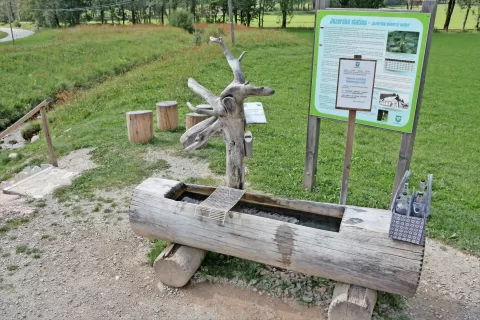 Pitnik Ankove oziroma jezerske slatine / Foto: 
