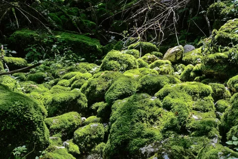 Z mahom poraščene skale v vodnem gaju / Foto: 