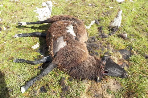 Ena od pokončanih ovc na planini Zgornja Krma / Foto: Luka Jemec
