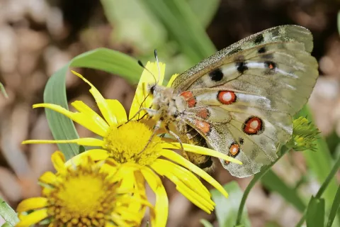 Gorski apolon na cvetlici v Trenti / Foto: Jurij Kurillo / Foto: 