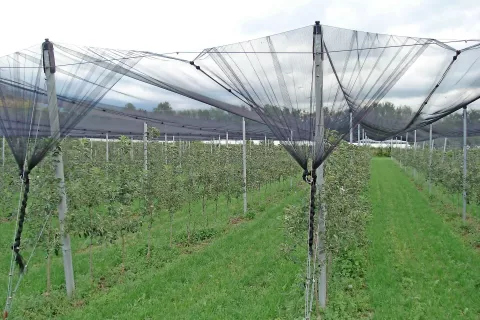 Država namenja nepovratna sredstva tudi za nakup in postavitev mrež za zaščito pred točo. Slika je simbolična. / Foto: 