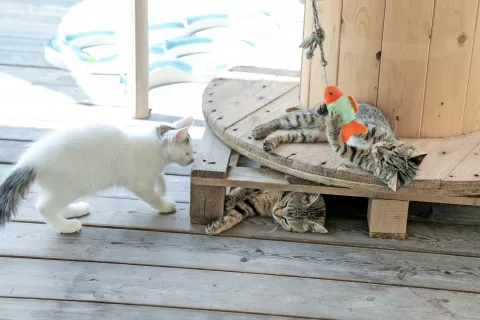 Mačka je živo bitje, ki zahteva pozornost in nego, kvalitetno hrano in celostno veterinarsko oskrbo. / Foto: Tina Dokl / Foto: 