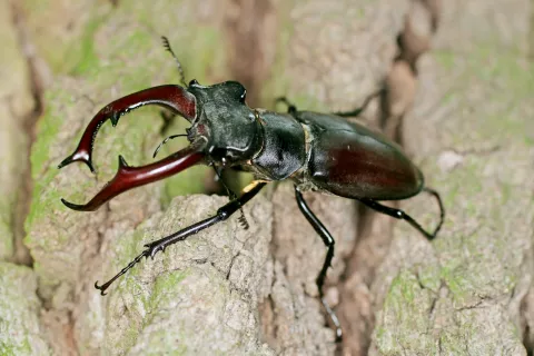 Hrošči rogači kljub svoji velikosti niso nevarni in ne povzročajo škode. / Foto: Martin Vernik / Foto: 