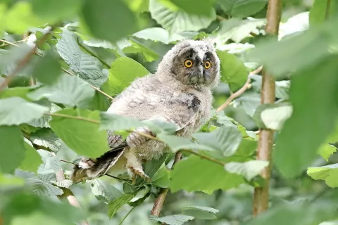 Foto: Gorazd Kavčič / Foto: 