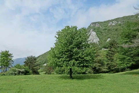 Drevo je ključno mesto, da 'udanemo' stezico. Desno je treba gledati. / Foto: Jelena Justin / Foto: 