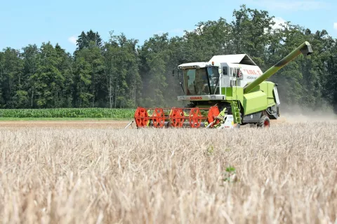 Žetev žit letos poteka vsaj dva tedna kasneje kot običajno. / Foto: Gorazd Kavčič / Foto: 
