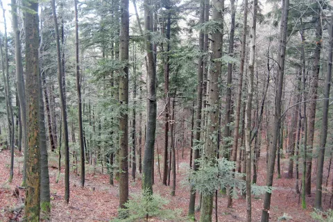 Po podatkih geodetske uprave je v zadnjih petih letih povprečna cena gozdnega zemljišča na Gorenjskem znašala 65 centov za kvadratni meter. / Foto: 