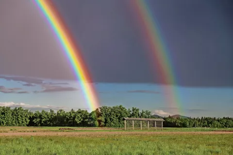 Foto: Primož Pičulin / Foto: 