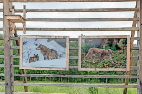 Fotografska razstava Pustimo jim svobodo prikazuje divje živali v njihovem naravnem okolju. / Foto: Peter Košenina / Foto: 