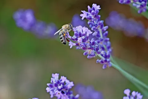 Ob svetovnem dnevu čebel bodo opozorili tudi na pomen čebel pri opraševanju rastlin in za pridelavo medu. / Foto: 