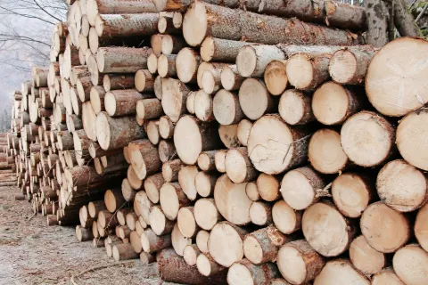 Tudi v času epidemije se sanacija gozdov na kranjskem območju nadaljuje, problem pa je odkup lesa. / Foto: 