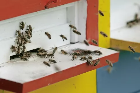 V devetih katastrskih občinah na loškem območju velja prepoved premika čebel. / Foto: Tina Dokl / Foto: 
