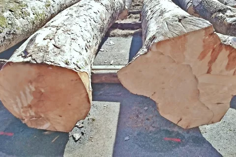 Na licitaciji je že vrsto let največ zanimanja za hlode gorskega javorja. / Foto: 