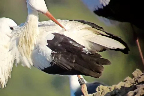 Enega izmed štirih mladičev cerkljanskih štorkelj so v začetku januarja opazili nedaleč od Madrida. / Foto: Elena Del Val Del Olmo / Foto: 