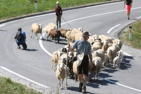 &Scaron;tevilni obiskovalci so čakali prihod ovc s planin. In naposled so le pri&scaron;le. / Foto: Gorazd Kavčič