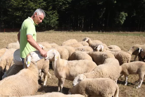 pokol ovce spodnja dobrava kropa občina radovljica volk trop volkov  / Foto: Gorazd Kavčič