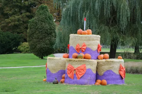  arboretum razstava buč / Foto: Alenka Brun