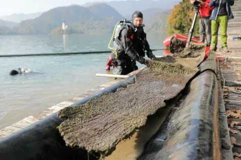 Čoln, ki je ležal na vznožju strme brežine okoli 15 metrov od severnega jezerskega obrežja, dokazuje plovbo Slovanov na Blejskem jezeru. / Foto: Tina Dokl