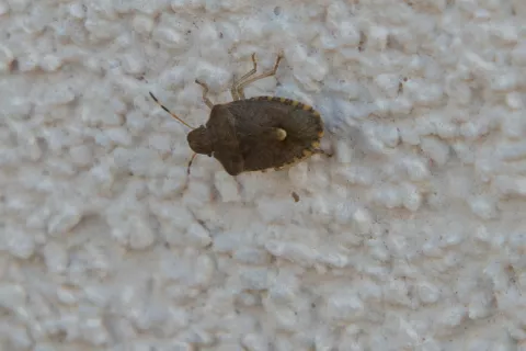 Smrdljivce lahko ta čas najdemo na fasadah hi&scaron;, balkonskih ograjah, oknih ... / Foto: Primož Pičulin