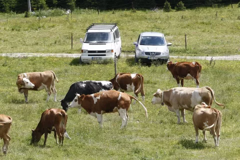 Enega največjih problemov na Pokljuki predstavlja neurejeno parkiranje. / Foto: Gorazd Kavčič