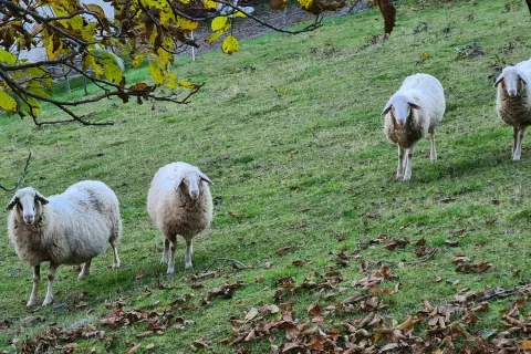 Volkovi najpogosteje napadajo drobnico. (Slika je simbolična.) / Foto: Cveto Zaplotnik